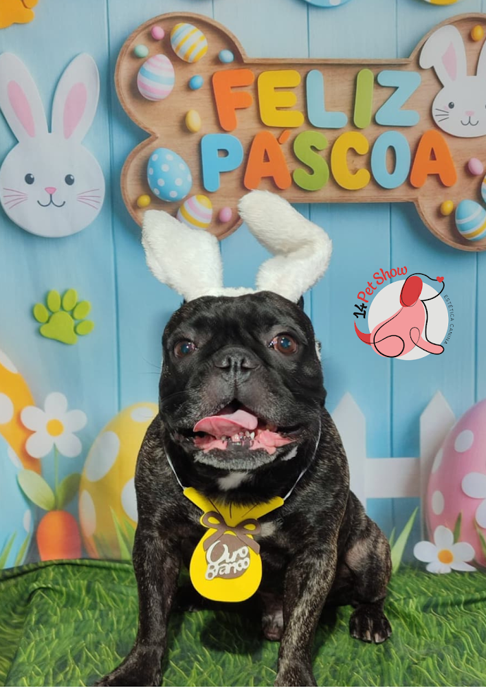 Cão buldogue francês sorridente com orelhinhas de coelho em ensaio de Páscoa na 14 Pet Show