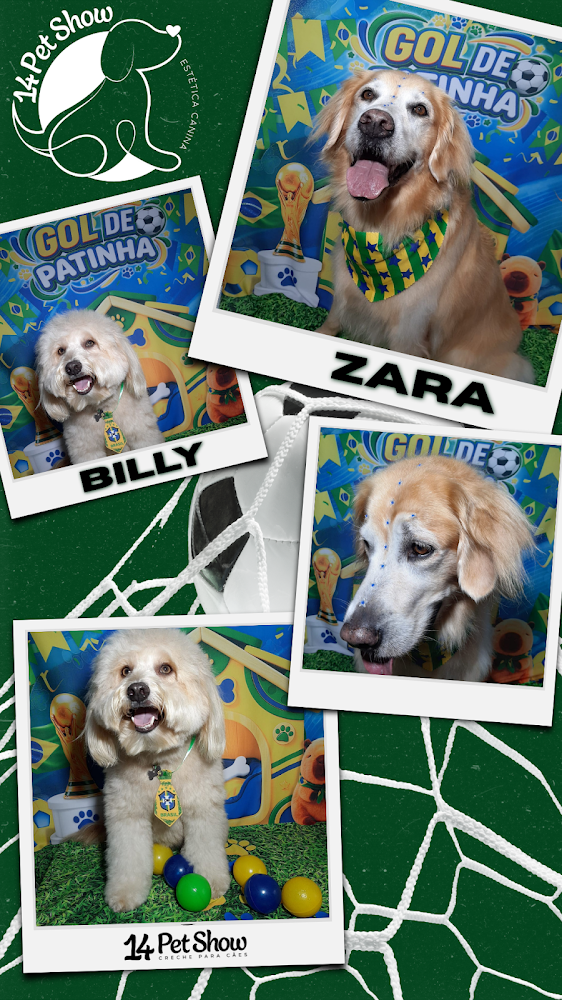 Colagem com fotos dos cães Billy e Zara em cenário de futebol na creche 14 Pet Show