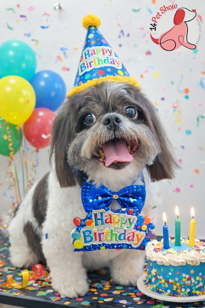 Cão shih tzu tosado usando chapéu e gravata de aniversário ao lado de um bolo, em cenário festivo da 14 Pet Show