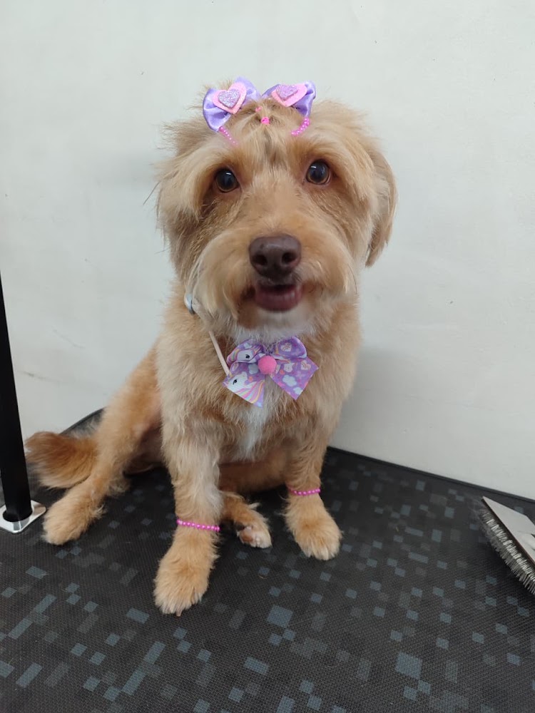 Cão de pelo claro tosado, com laços e enfeites cor-de-rosa na mesa de tosa