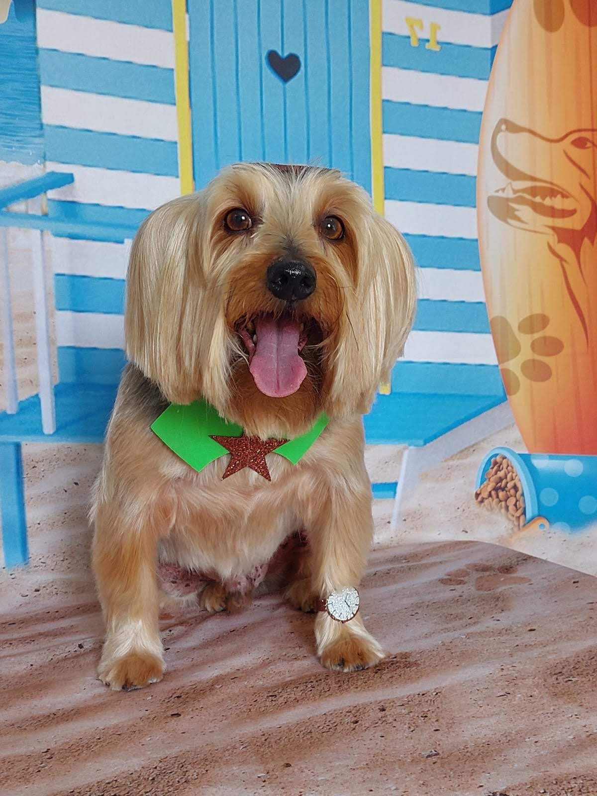 Cãozinho de pelo dourado recém-tosado, sorrindo com a língua de fora e gravata-borboleta verde, em cenário de praia com cabana listrada e prancha de surfe